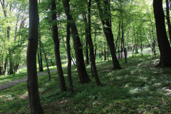 Park podworski w Gnojniku